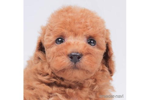 成約済の東京都のトイプードル-202091の2枚目